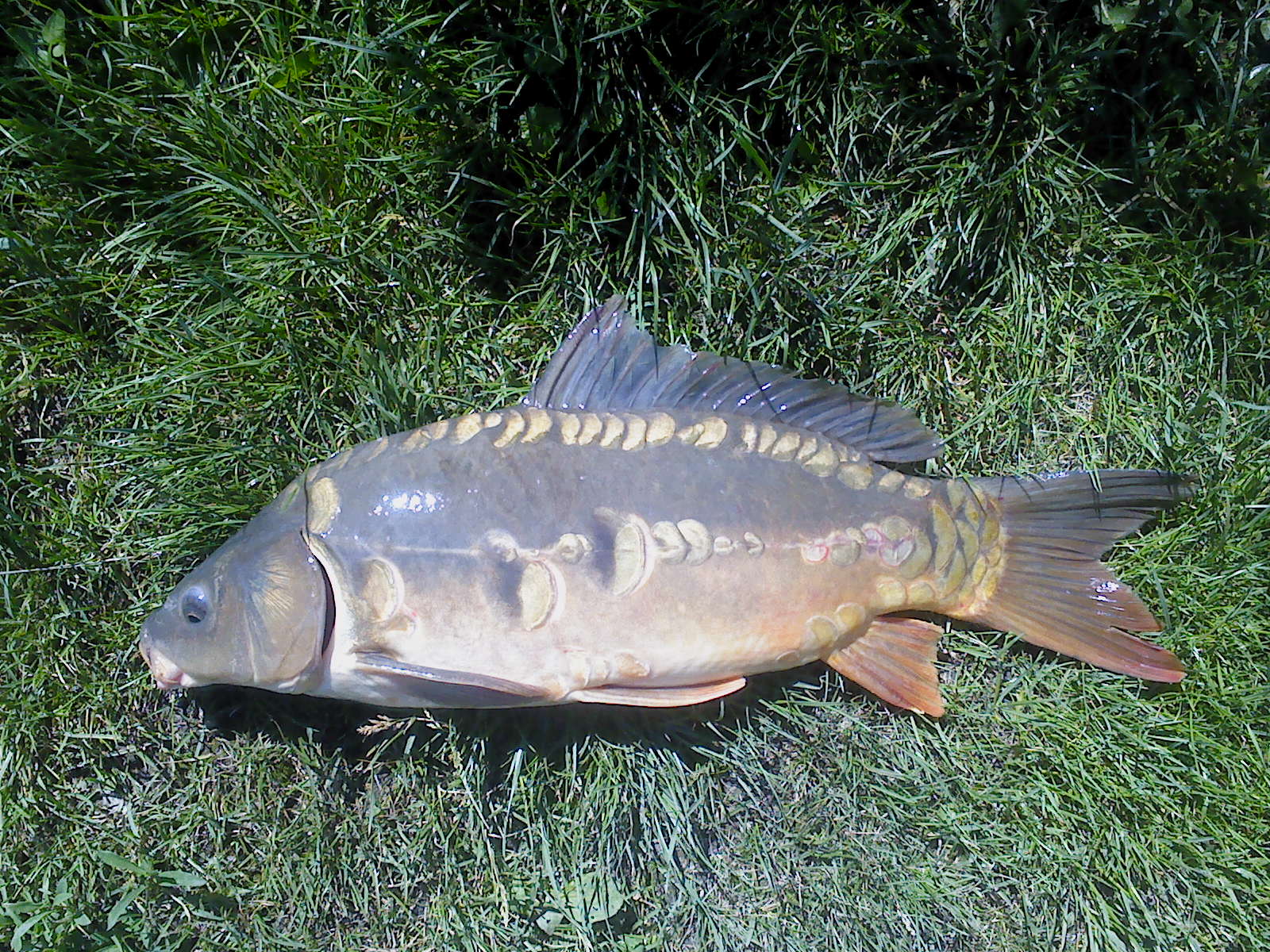 63 cm