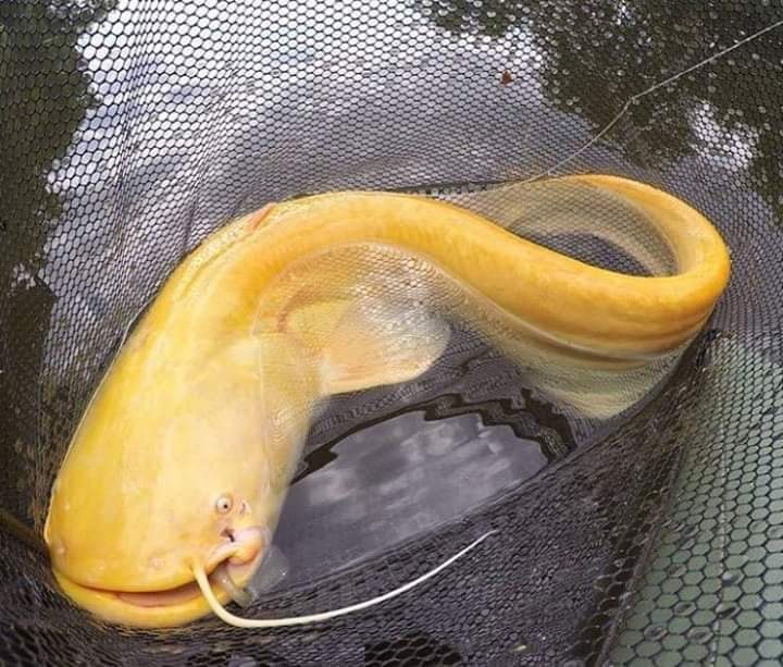 albino hari